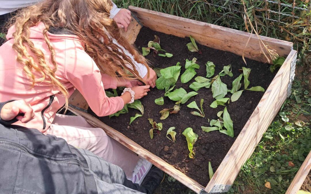 UČENICI 4.R. OBAVILI JESENSKU SADNJU